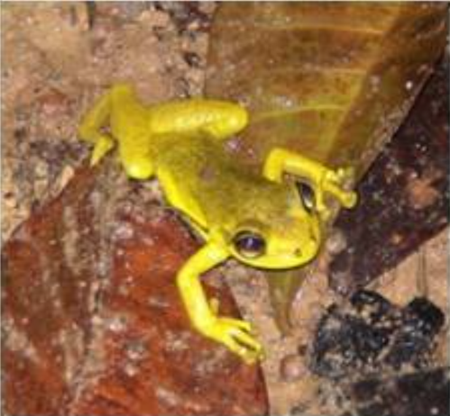 A blurry photograph of a yellow and green frog, photographed from above, lying on wet soil and leaves.