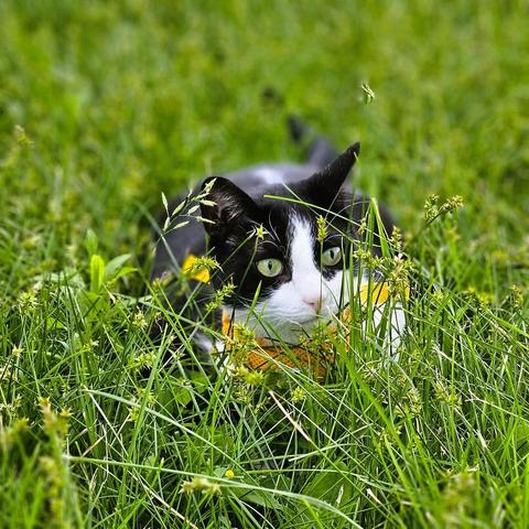 Tuxedo cat in yellow harness hunkered down in tall grass