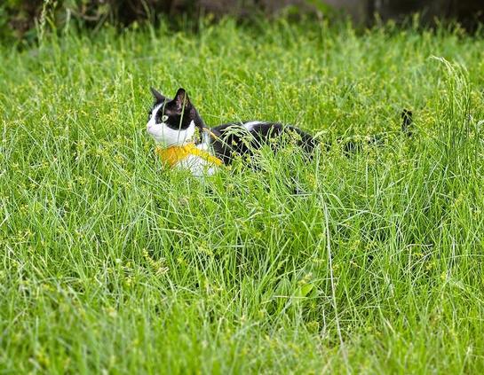 Tuxedo cat in yellow harness hunkered down in tall grass