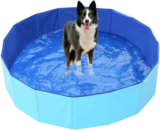 Imagen de un perro pegado dentro de una piscina
