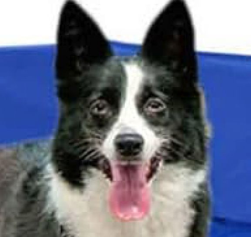 La cara del perro que parece haber consumido sustancias