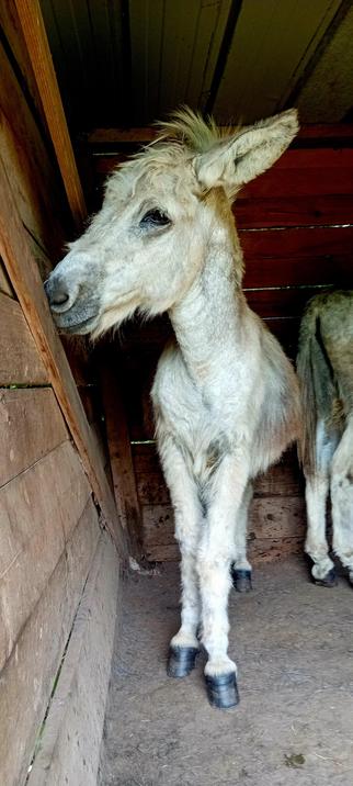 Gourmand dans sa cabane qui tourne la tête pour essayer de cacher sa tristesse.  Mais ça se voit dans ses yeux.