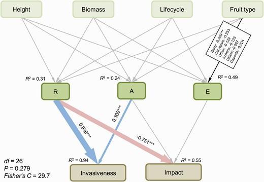 The relative contributions of plant traits to invasiveness and impact through R, A and E of 32 plant species in grasslands on the Tibetan Plateau based on a structural equation model.