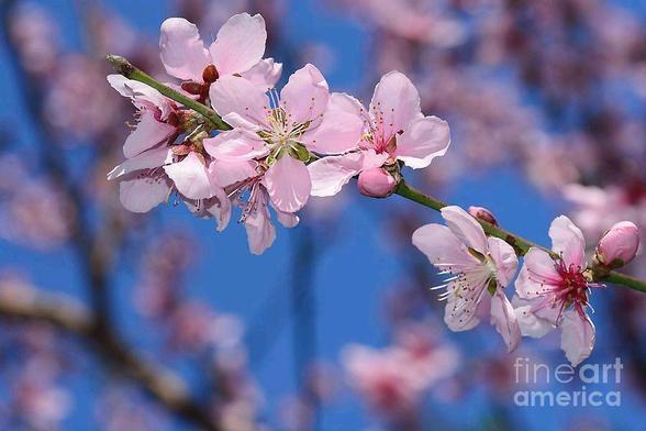 **ACHIEVED 1st Place shared in FAA Contest - "Spring is Time for Flowers" May 2019.

Delicate pink blossoms of a Nectarine tree with a pretty soft pink blue spring bokeh. These pretty blossoms are very similar to Peach blossoms.

By Kaye Menner Photography
https://kaye-menner.pixels.com/featured/pink-blossoms-on-spring-bokeh-by-kaye-menner-kaye-menner.html

THE FINE ART AMERICA LOGO WILL NOT APPEAR ON PURCHASED PRINTS OR PRODUCTS.