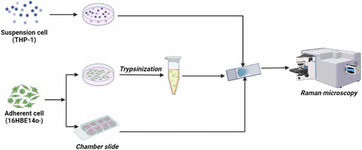 The application of label-free Raman microscopy to monitor particle-cell interactions in in-vitro experiments. Computational and Structural Biotechnology Journal, DOI: https://doi.org/10.1016/j.csbj.2025.06.002
