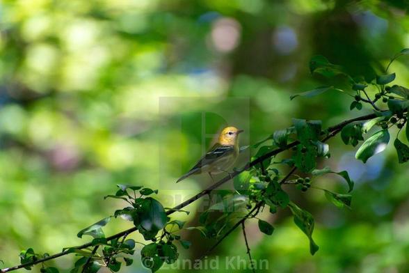 A female American goldfinch perched on a tree branch along a ravine trail.