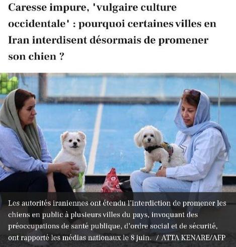 Caresse impure, 'vulgaire culture
occidentale’ : pourquoi certaines villes en
Iran interdisent désormais de promener
son chien ?
Les autorités iraniennes ont étendu interdiction de promener les
chiens en public a plusieurs villes du pays, invoquant des
préoccupations de santé publique, d'ordre social et de sécurité,
ont rapporté les médias nationaux le 8 juin. / ATTA KENARE/AFP
