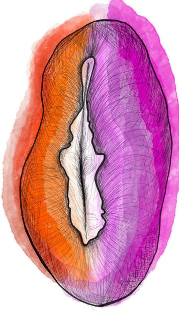 Drawing of a vulva, water-coloured in orange, white, and pink, the colours of the lesbian pride flag.