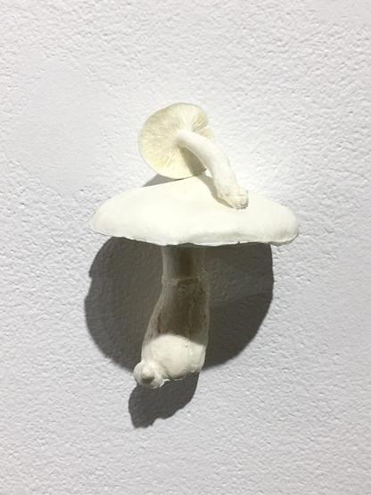 Two white mushrooms rest against a white wall, blending into the light background.