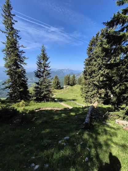 A picturesque scene of a grassy hill with trees scattered across it, set against a backdrop of majestic mountains in the distance. The lush greenery of the landscape includes various types of conifer trees such as spruce, fir, pine, and larch. The sky above is a vibrant blue with fluffy white clouds adding to the serene atmosphere. The image captures the essence of a peaceful wilderness setting, with a diverse array of flora creating a harmonious natural environment. The overall composition evo…