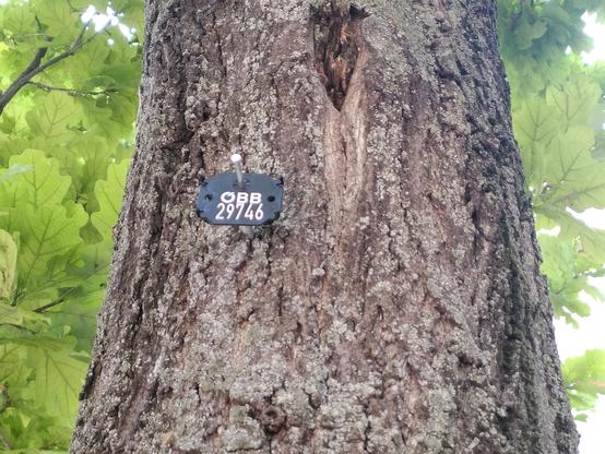 Ein Baum nahe der Station Heiligenstadt,1190 Wien, auf dem am Stamm angebrachten rechteckigen schwarzen Schild steht in weißer Schrift "ÖBB [Absatz] 29746"