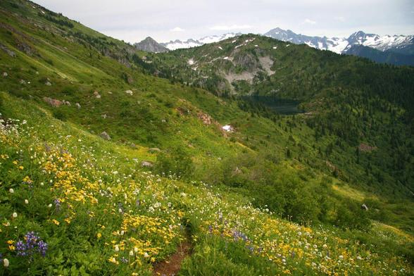 Photo showing an alpine lake at the base of a mountain in the distance, and a dirt trail leading to it through brilliant green meadows crazy with yellow, white and blue wildflowers. Beyond on the horizon is a ridge of snowy mountains.