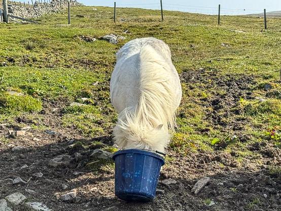 Shetland pony eating from a bucket