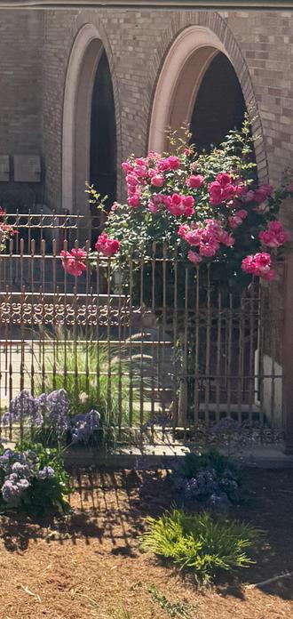 pink roses against a brick wall with two arches, San Jose Diridon transit station