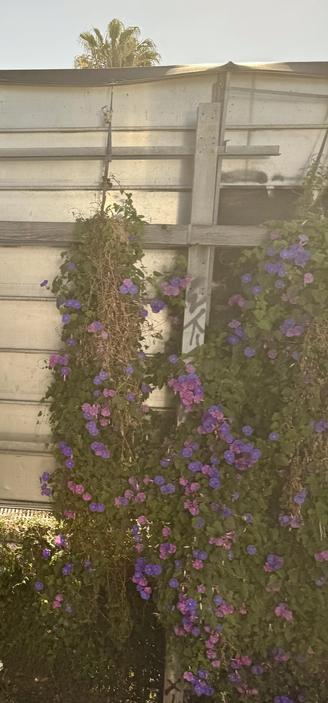 purple morning glories (I think) against a metal sign just before San Jose Diridon transit station