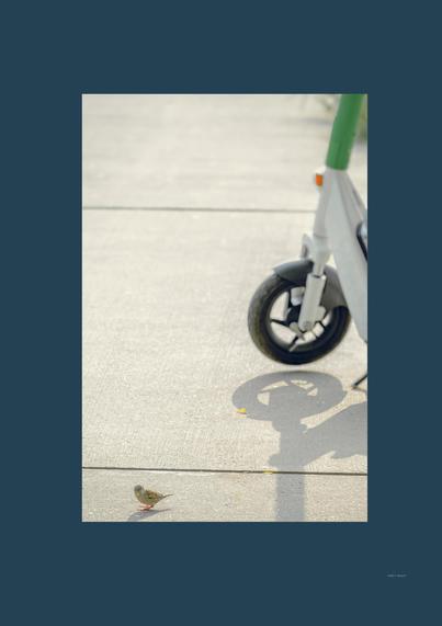 A small bird stands alone on a sunlit concrete sidewalk near the shadow of a black wheel. Part of a white electric scooter with a green-painted handlebar is visible in the upper right, its front black wheel casting a circular shadow on the ground. The composition highlights the contrast between the fragile bird and the cold urban elements, inviting reflection on the meaning of “green” progress.