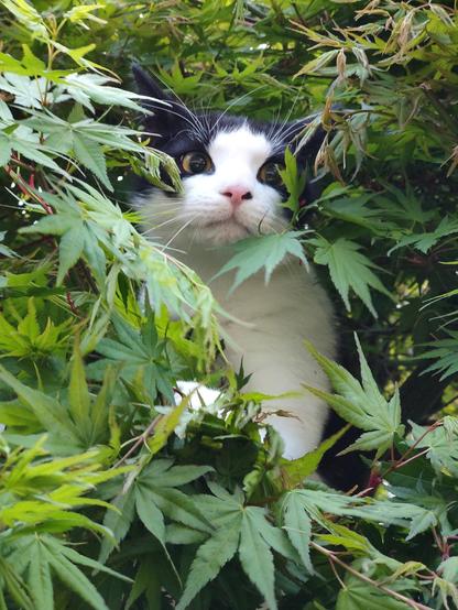 Mica using a tree as hiding spot