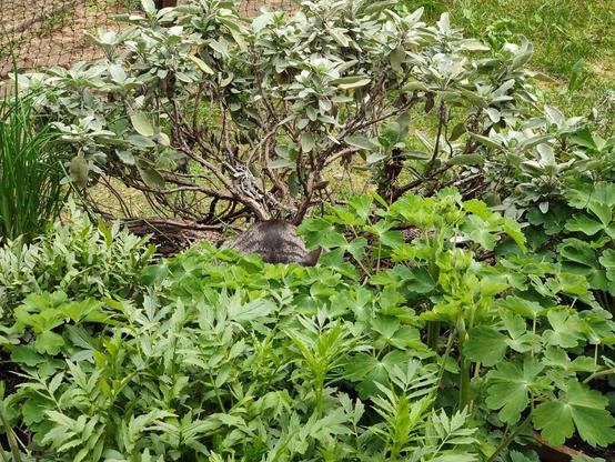Jasper hiding in the garden