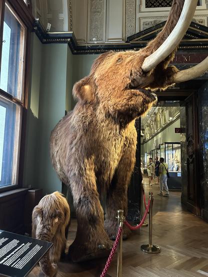 Ein großes und ein kleines Mammut als Ausstellungsstücke hinter einer roten Kaordel als Absperrung.