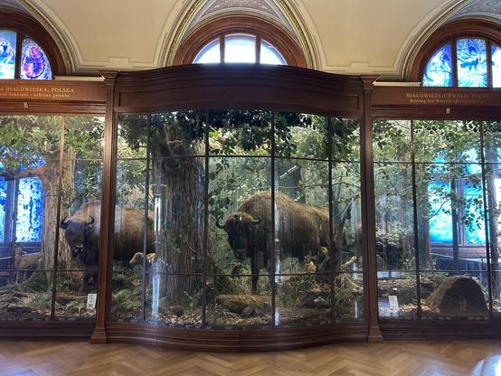 Handgefertigte Museumsvitrine auf früherer Zeit, fensterhoch, mit schönem hölzernem Rahmen und eigens eingepasstem Glas für eine Wölbung nach vorne. In der Vitrine sind Büffelarten in einem Wald dargestellt.