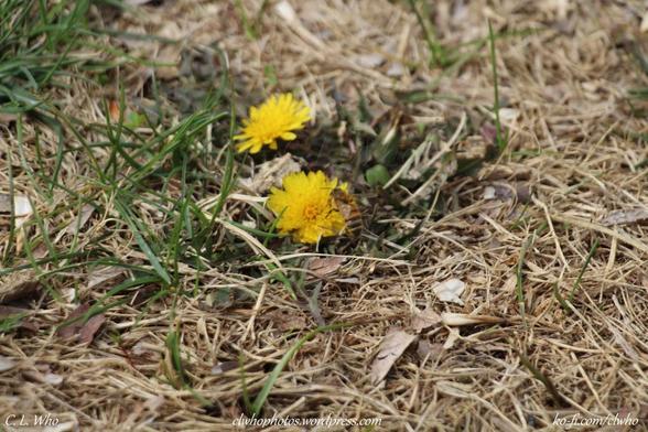 A bee on a dandelion. 