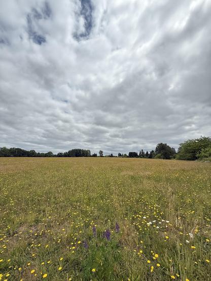 A vast field of wildflowers stretches under a cloudy sky, bordered by a line of trees in the distance.