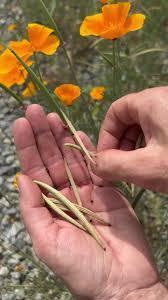 California poppy seed pods, long greenish brown bean shaped tubes