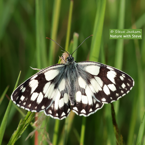 A Marbled White Butterfly (Melanargia galathea) at rest on a grass seed-head. The Butterfly is hanging vertically, head uppermost, wings open and lying flat; we are viewing him from the side and seeing the full extent of the open wings. This is a very distinctive Butterfly, with upper wings that are covered with a mixture of black and white cells of varying sizes – nature’s attempt at a chequerboard. In the background, the leaves and stems of grasses can be seen.