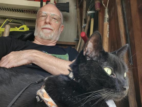Black cat in harness sitting on man's lap in shed.