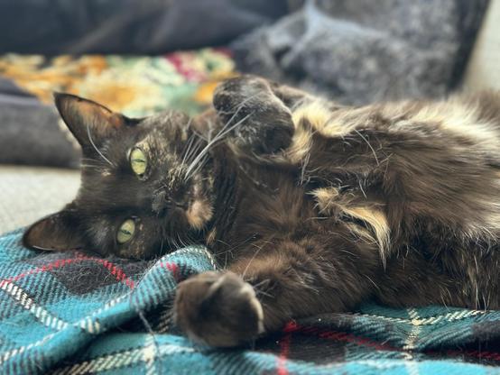 Doris, a tortoiseshell cat, lying on her side on a plaid blanket, her paws forward. Her eyes are green.