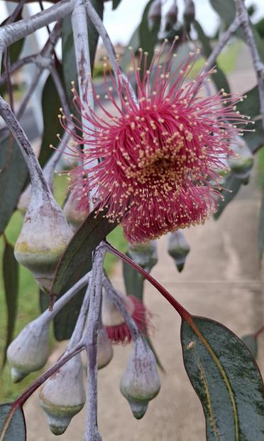 A gum nut hanging down in full bloom, with bright red fronds topped with yellow ends