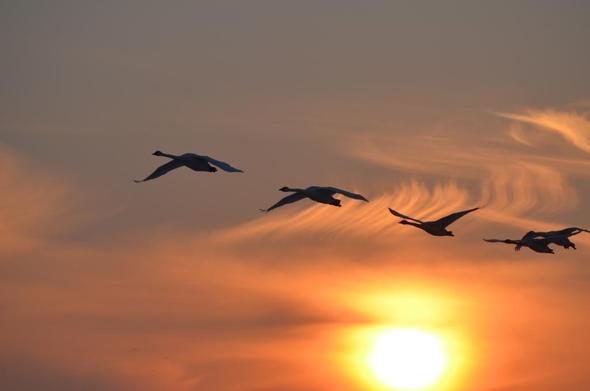 five swans in a line with a sunset and wispy clouds