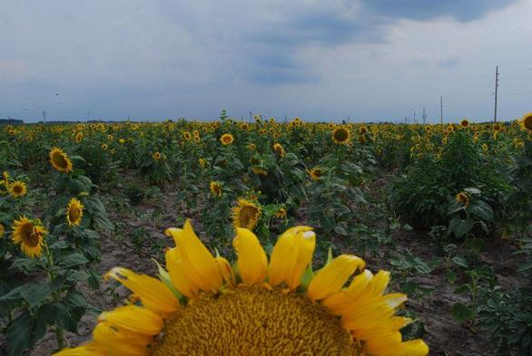 A field of sunflowers with a large bloom in front peeking over the bottom of the frame
