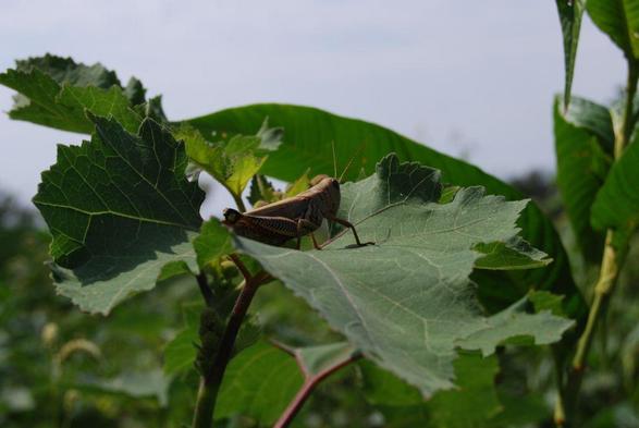 A large grasshopper on a leaf