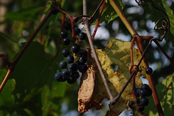 Ripe wild grapes with twisty, curling vines