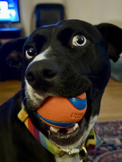Bubbles the dog, wearing her rainbow bow tie collar - her head tilted coyly to the side and an orange tennis ball in her mouth.