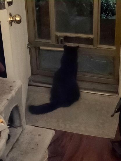 A black cat seen from behind peering out into the darkness of a quiet street through a  slightly open screen door sliding window