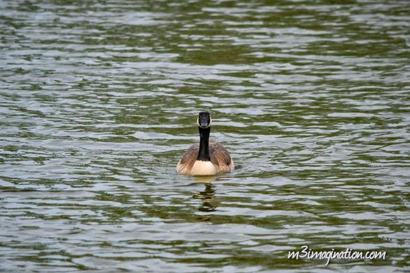 Sepulveda Basin Nature Preserve photography nature animal
