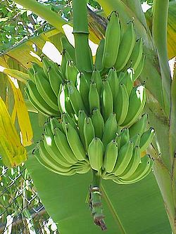 Auch nicht wirklich Deutsch

Wenn Jemand in Uniform deine Bananen beschlagnahmen will - dann ist das auch nicht normal oder in Ordnung - der hat dann bestimmt Mentale Probleme und könnte eine Gefahr für die ganze Gegend sein

So Beobachter

Bananen beschlagnahme ist keine Aufgabe Uniformierter in Deutschland
Natürlich ist das ein Beispiel

Fruchtstand an der „Staude

JoJan CC3.0