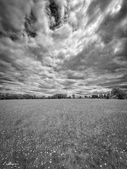 A vast, grassy field filled with wildflowers stretches beneath a dramatic, cloudy sky.