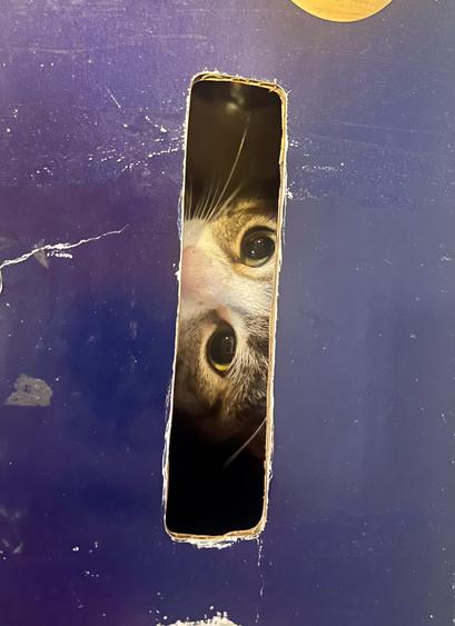 Die Augen einer Katze sind durch den Schlitz in einem blauen Karton zu sehen