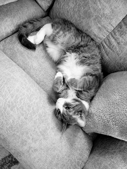 black and white photo of a grey tabby cat lounging on a couch