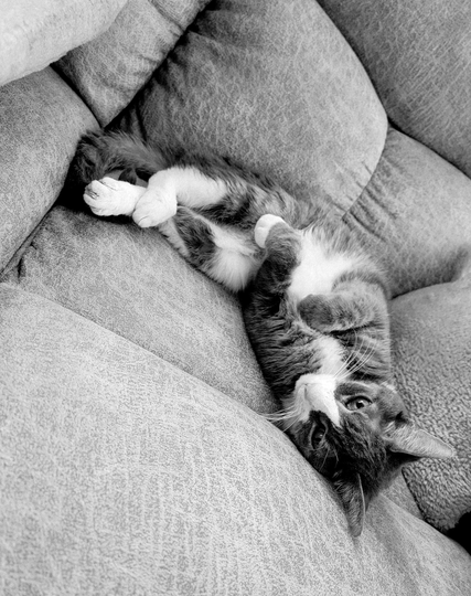 black and white photo of a grey tabby cat lounging on a couch