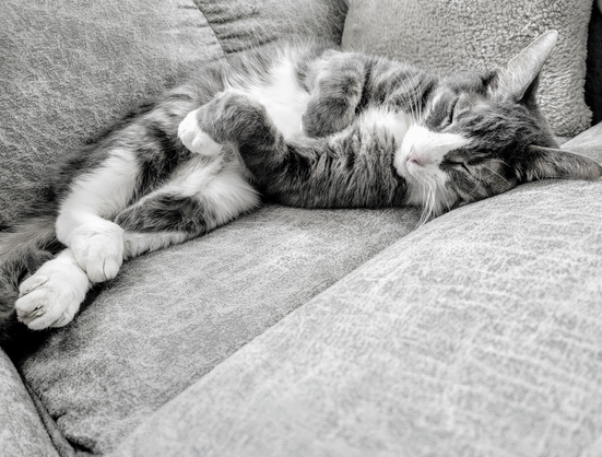 Black and white photo of a grey tabby cat sleeping peacefully on a couch.