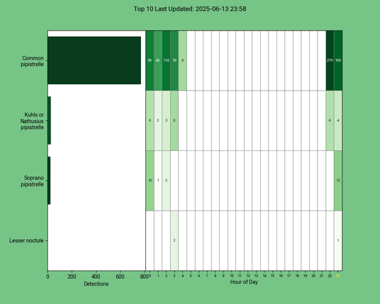 Diagramm der Fledermäuse vom 13.06.2025