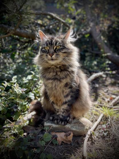 A fluffy brown tabby poised on a flat stone surrounded by branches and foliage.  Sunlight illuminates its fur.