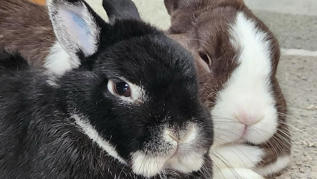 Two buddies chilling 