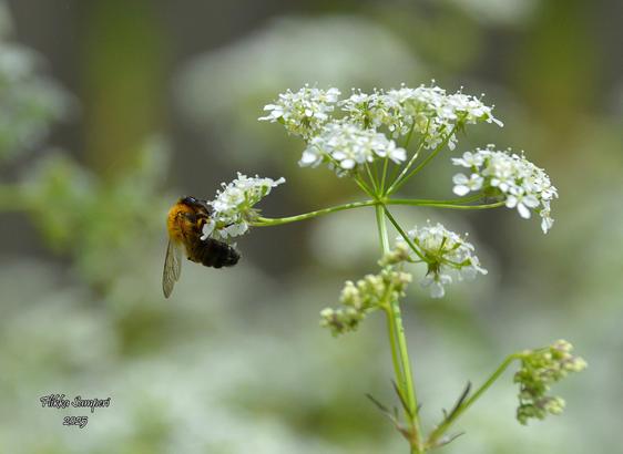 Bug in a flower.