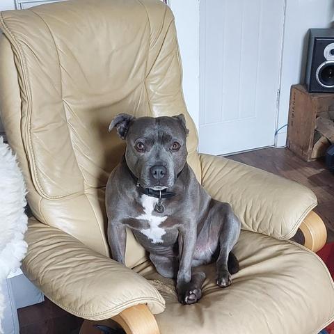 A blue staffy dog sitting on a pale yellow armchair, looking at the camera.