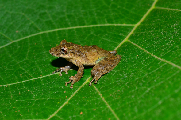 A froggy with a warty, brown body sits on the midrib of a leaf that is a lot bigger than it.